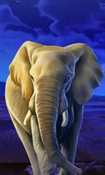 African Elephant